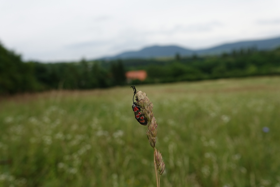 Zygaena carniolica - fehérgyűrűs csüngőlepke