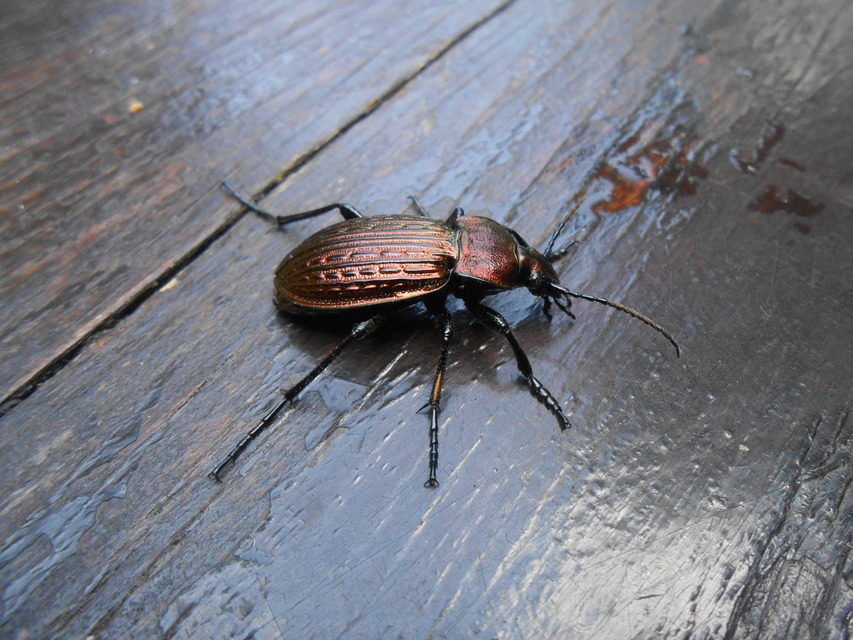 Carabus ulrichii - rezes futrinka Carabus ulrichii - rezes futrinka