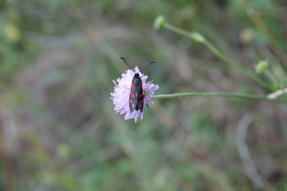 Zygaena filipendulae - acélszínű csüngőlepke
