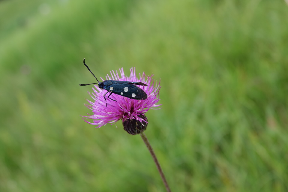 Zygaena ephialtes - változékony csüngőlepke