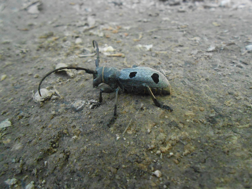 Morimus asper funereus - gyászcincér