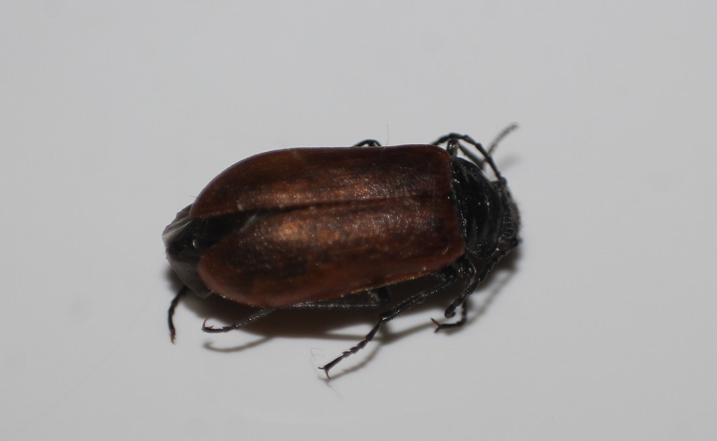 Omophlus proteus - közönséges pejbogár Omophlus proteus - közönséges pejbogár