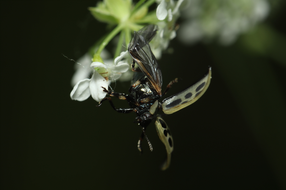 Chrysomela vigintipunctata - húszfoltos fűzlevelész Chrysomela vigintipunctata - húszfoltos fűzlevelész