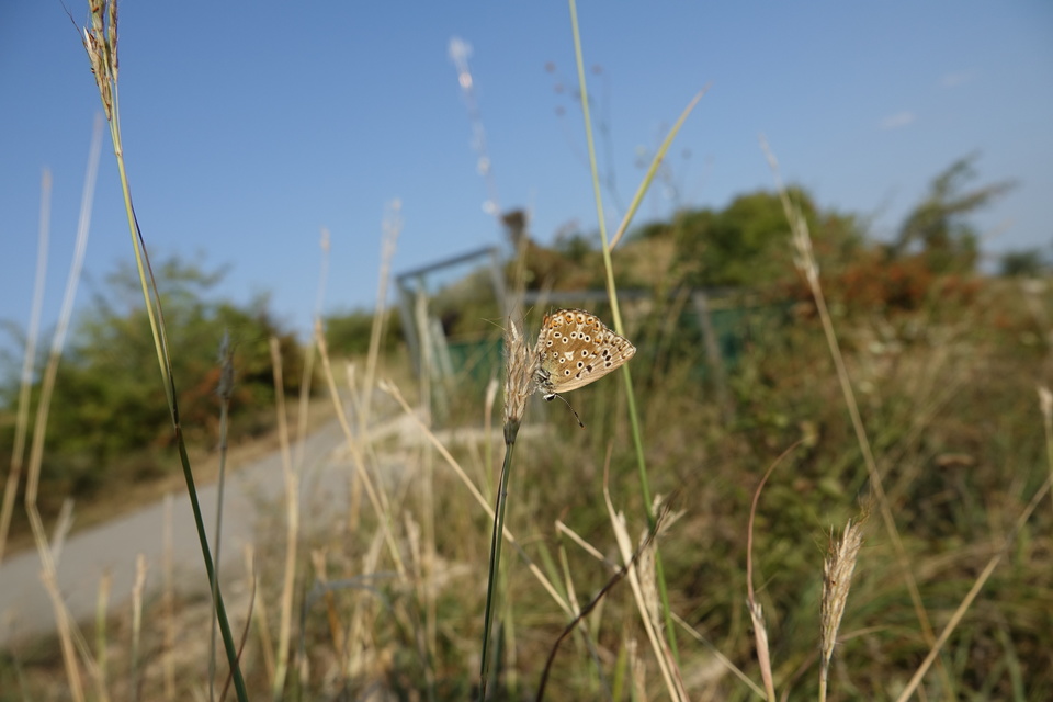 Polyommatus coridon - ezüstkék boglárka