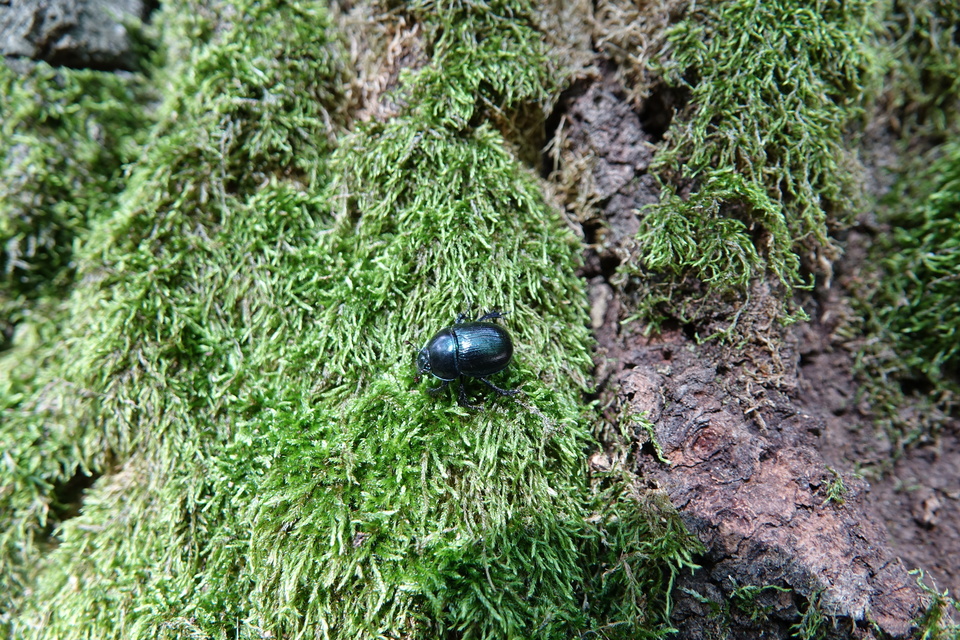 Anoplotrupes stercorosus - erdei álganéjtúró