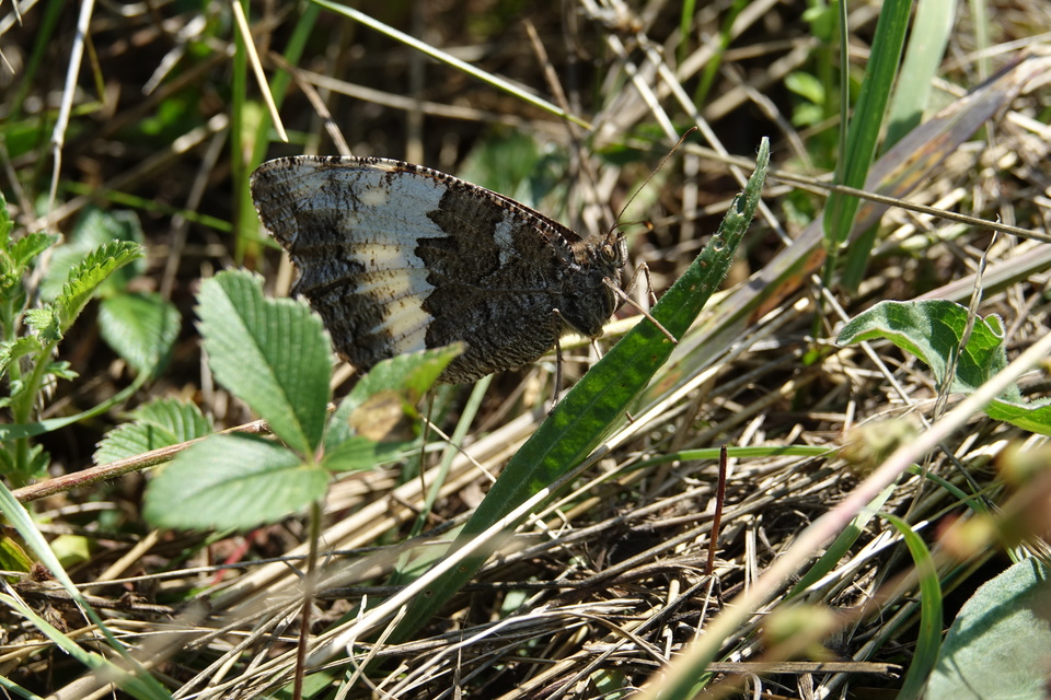 Brintesia circe - fehéröves szemeslepke