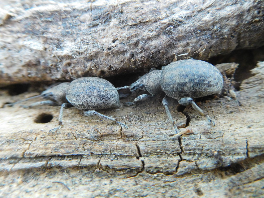 Otiorhynchus ligustici - vincellér-gyalogormányos