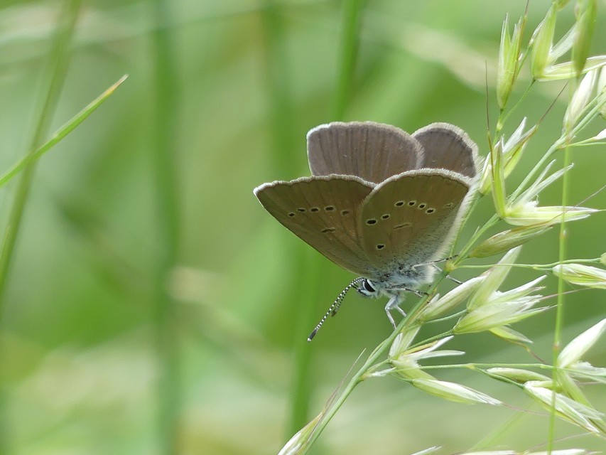 Cyaniris semiargus - aprószemes boglárka