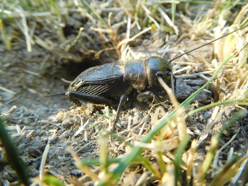 Gryllus campestris - mezei tücsök
