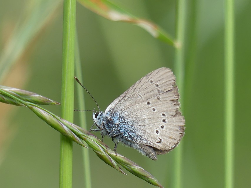 Cyaniris semiargus - aprószemes boglárka