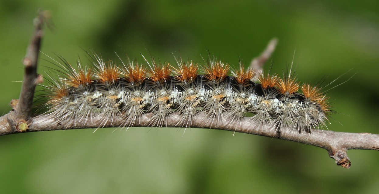 Rhyparia purpurata - bíborszínű medvelepke