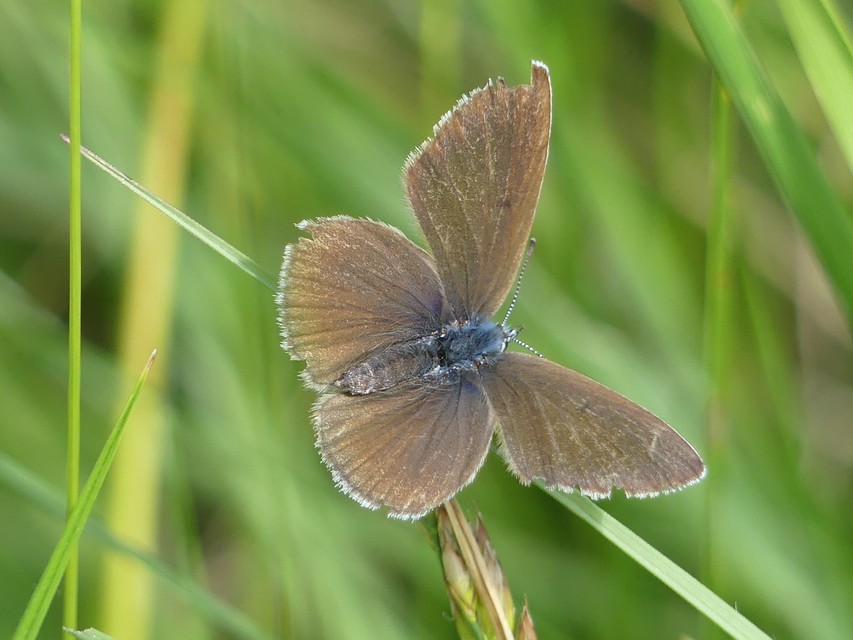 Cyaniris semiargus - aprószemes boglárka