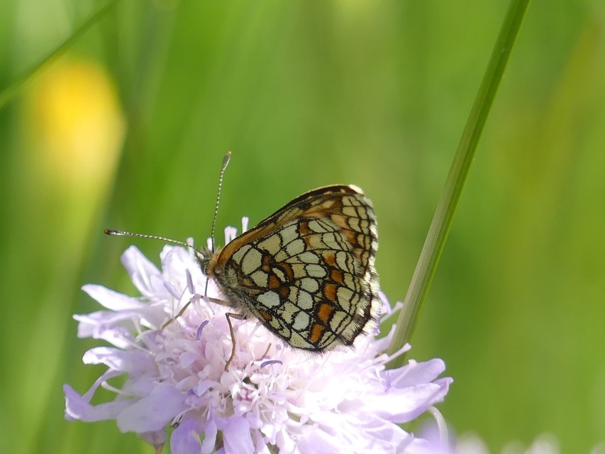 Melitaea athalia - közönséges tarkalepke