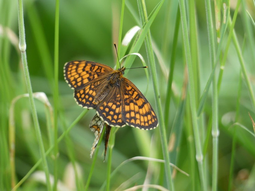 Melitaea athalia - közönséges tarkalepke