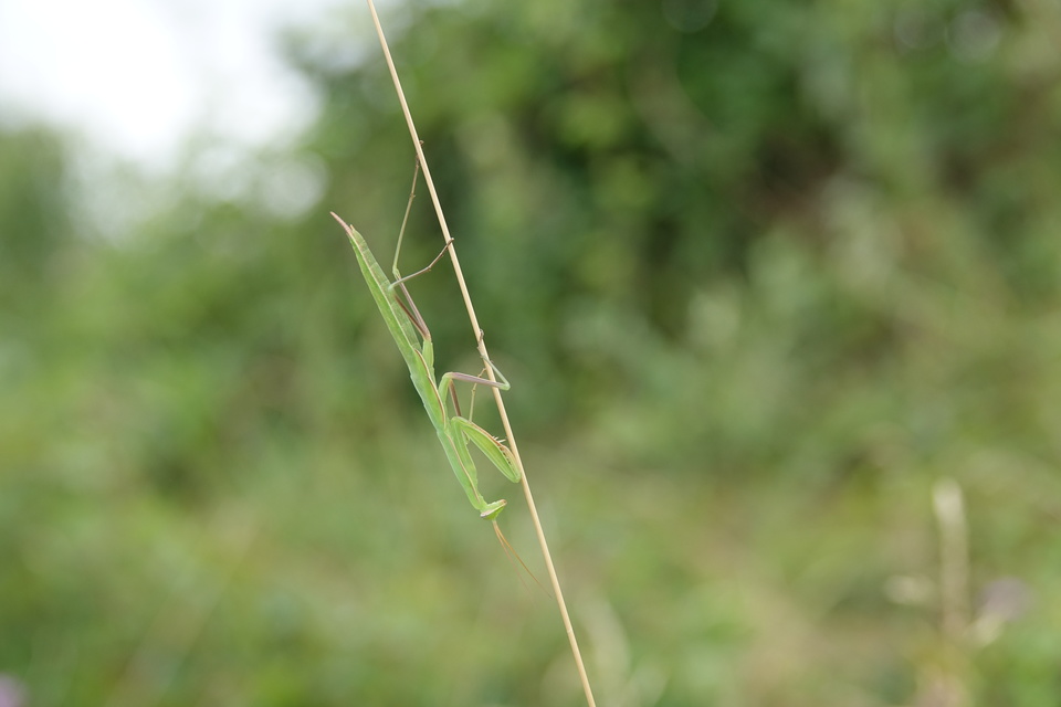 Mantis religiosa - imádkozósáska
