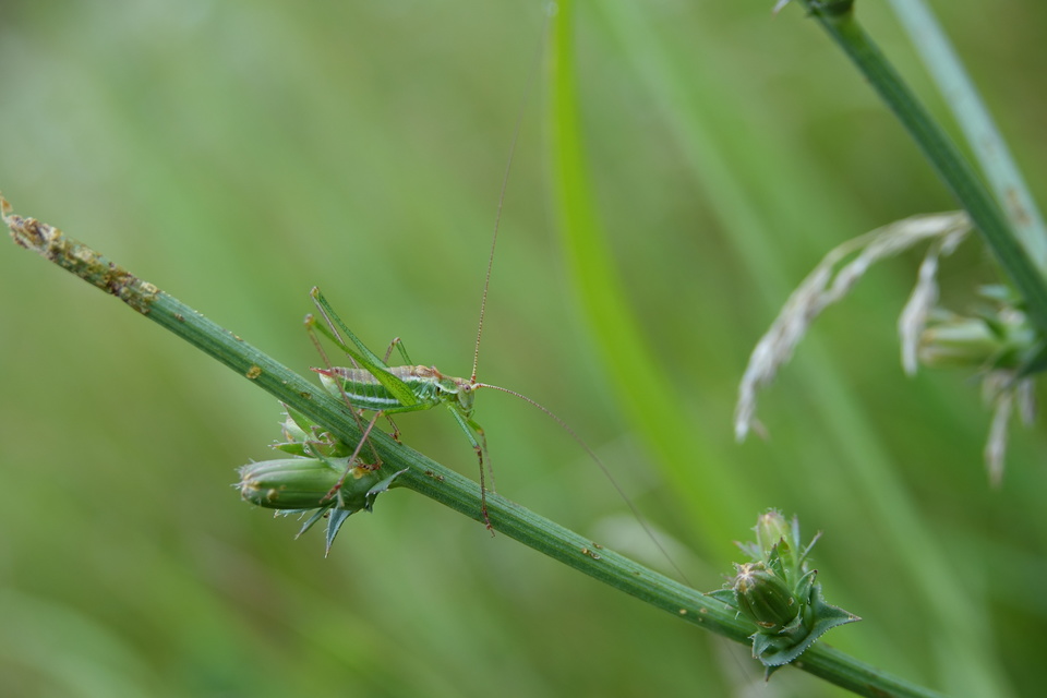Leptophyes albovittata - közönséges virágszöcske