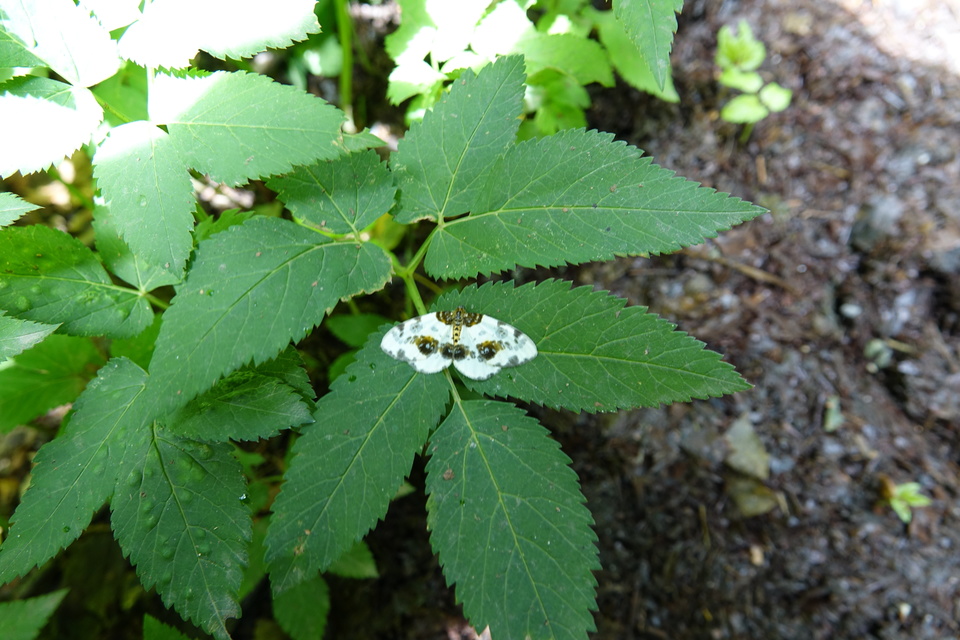 Abraxas sylvata - sárgafoltos araszoló