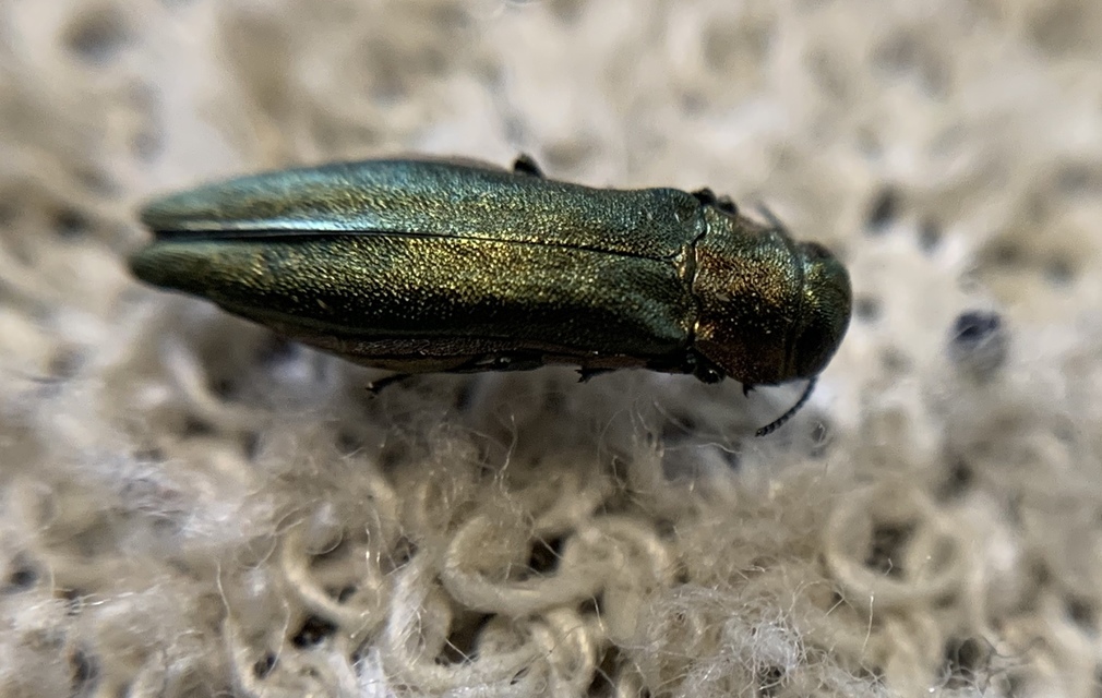 Agrilus viridis - változékony karcsúdíszbogár