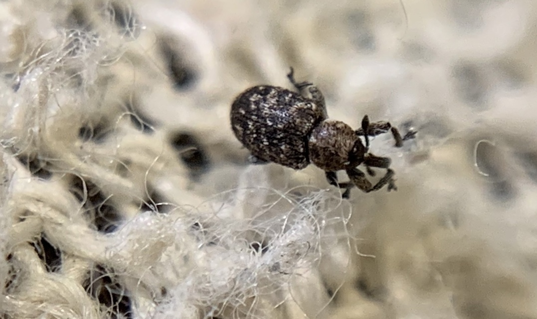Smicronyx reichii - szemölcsös arankaormányos