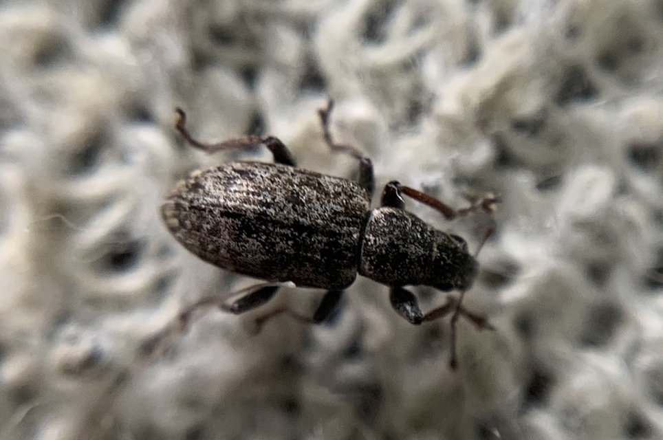 Sitona cylindricollis - hengerestorú csipkézőbogár