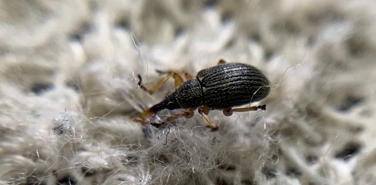 Pseudapion fulvirostre - fehérmályva-cickányormányos Pseudapion fulvirostre - fehérmályva-cickányormányos