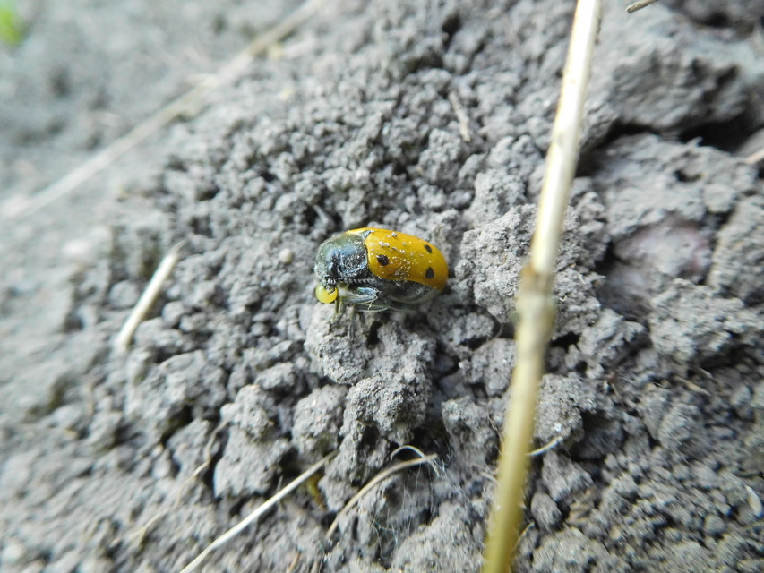 Lachnaia sexpunctata - szőrösnyakú zsákhordóbogár