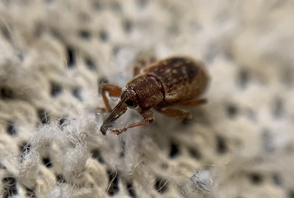 Dorytomus melanophthalmus - sárgaorrú hangormányos