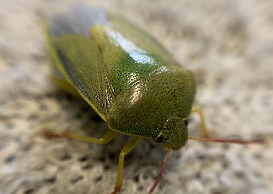 Piezodorus lituratus - bíboros címerespoloska Piezodorus lituratus - bíboros címerespoloska
