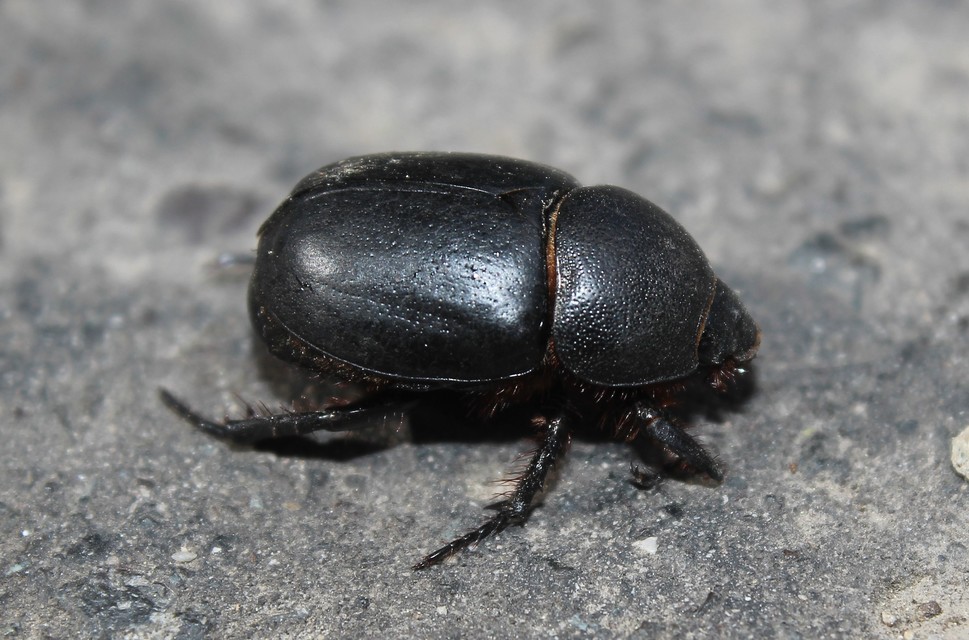 Pentodon idiota - butabogár