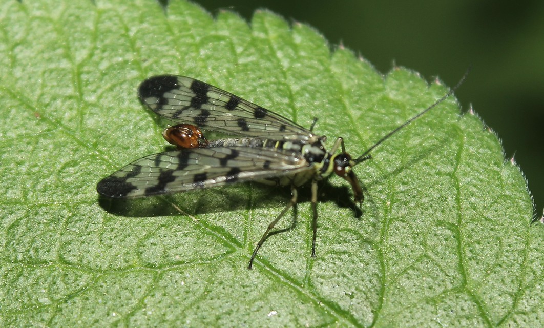 Panorpa vulgaris