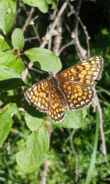 Melitaea athalia - közönséges tarkalepke