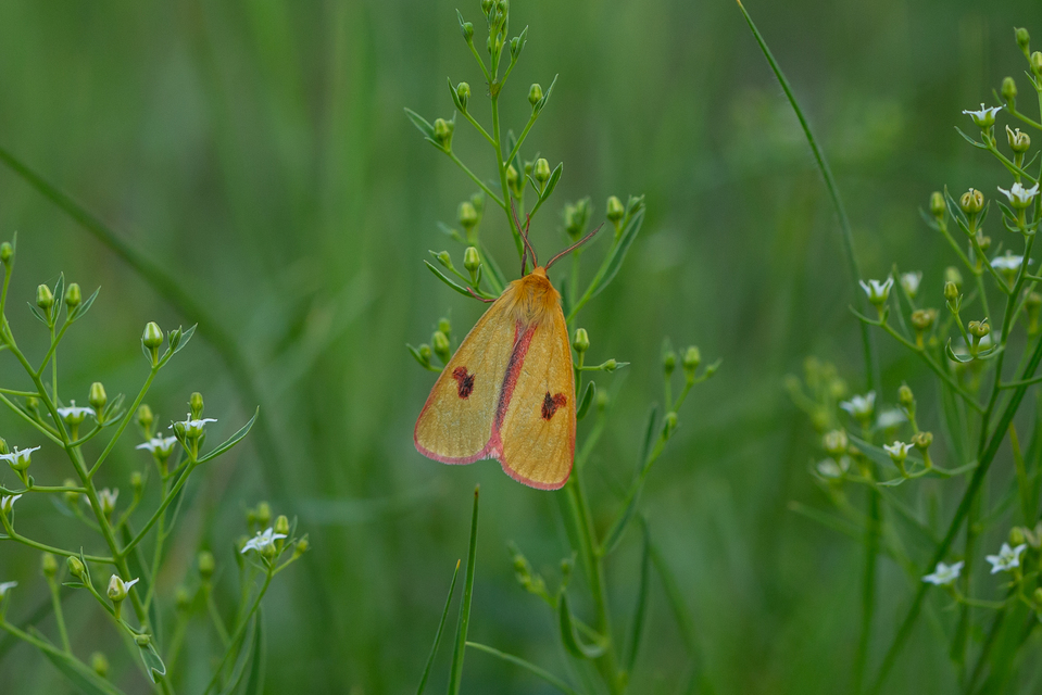 Diacrisia sannio - vörösszélű medvelepke