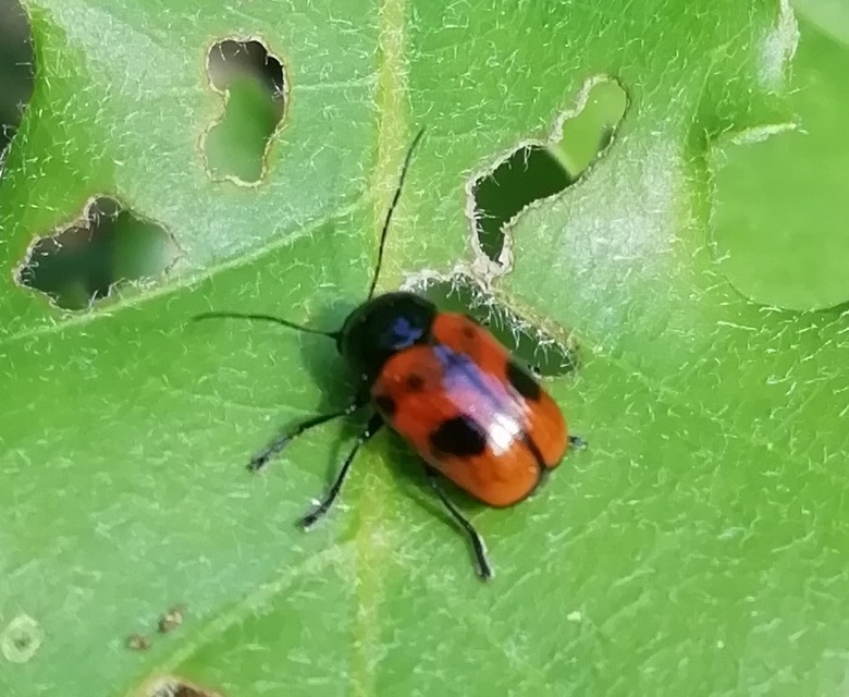 Cryptocephalus bipunctatus - kétpettyes zömökbogár