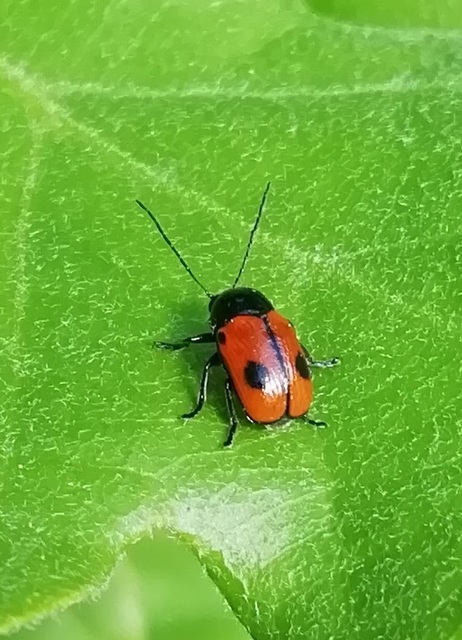 Cryptocephalus bipunctatus - kétpettyes zömökbogár