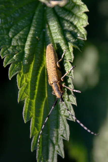 Agapanthia villosoviridescens - fehérgyűrűs bogáncscincér