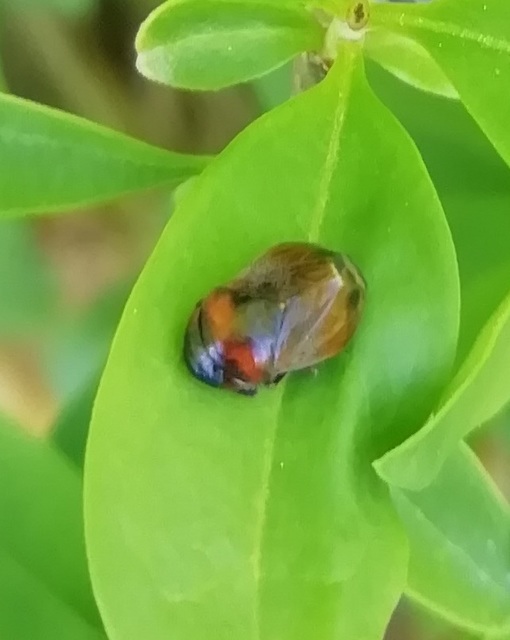 Penthimia nigra - fekete kabóca