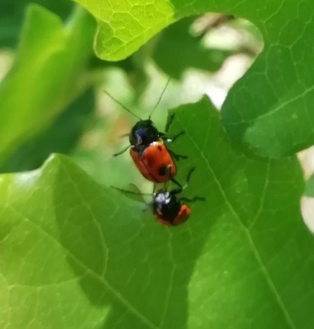 Cryptocephalus bipunctatus - kétpettyes zömökbogár
