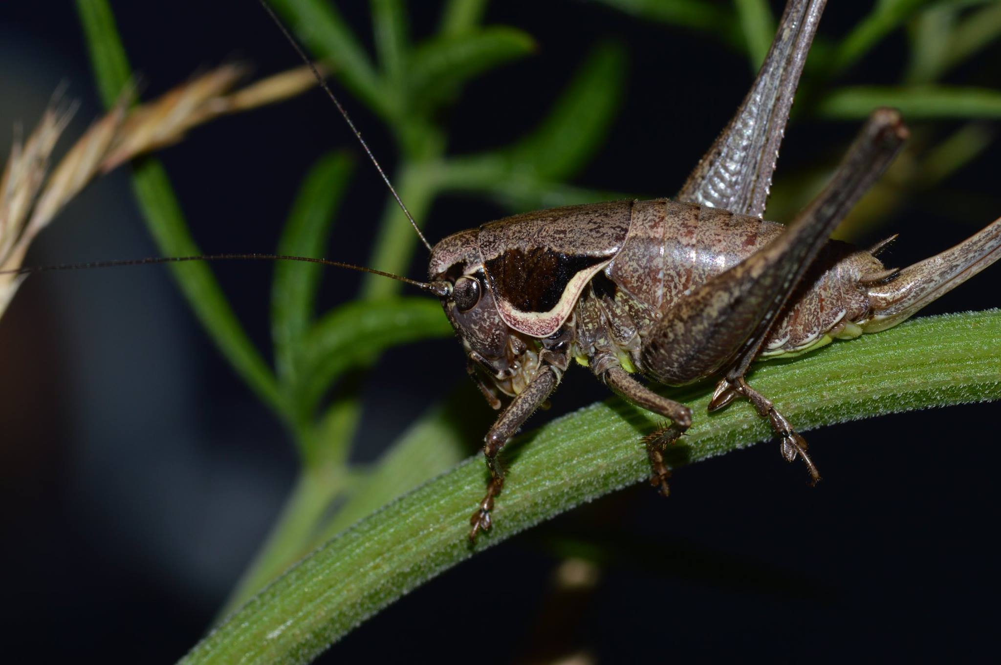 Pholidoptera fallax - galléros avarszöcske