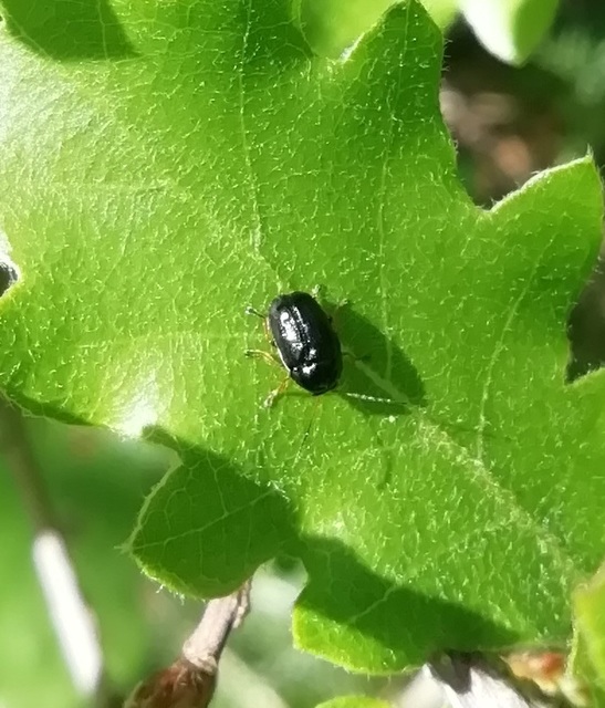Cryptocephalus bameuli/flavipes