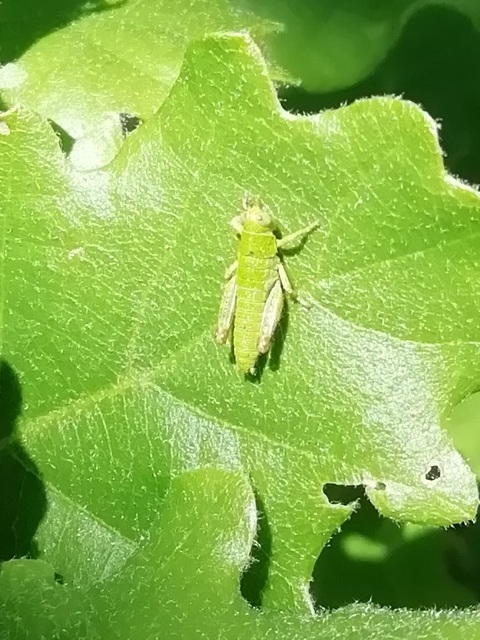 Odontopodisma decipiens - déli hegyisáska