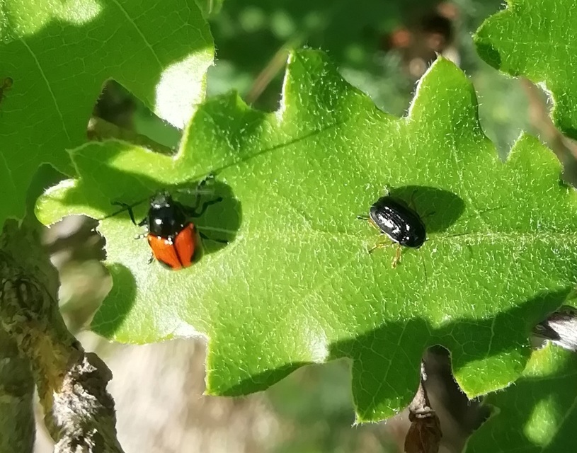 Cryptocephalus bipunctatus - kétpettyes zömökbogár