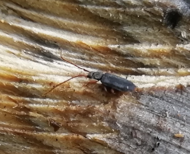 Uleiota planatus - hosszúcsápú fogasnyakú-lapbogár