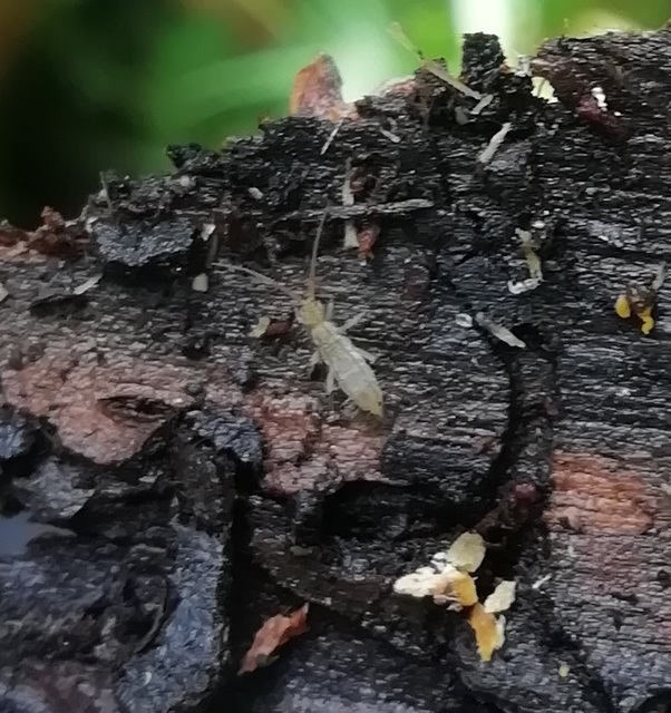 Collembola - Ugróvillások