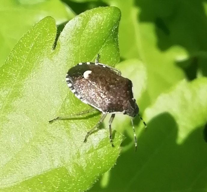 Holcostethus sphacelatus - holdas címerespoloska Holcostethus sphacelatus - holdas címerespoloska