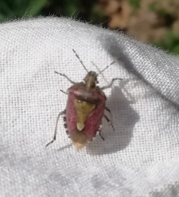 Dolycoris baccarum - közönséges bogyómászó-poloska Dolycoris baccarum - közönséges bogyómászó-poloska