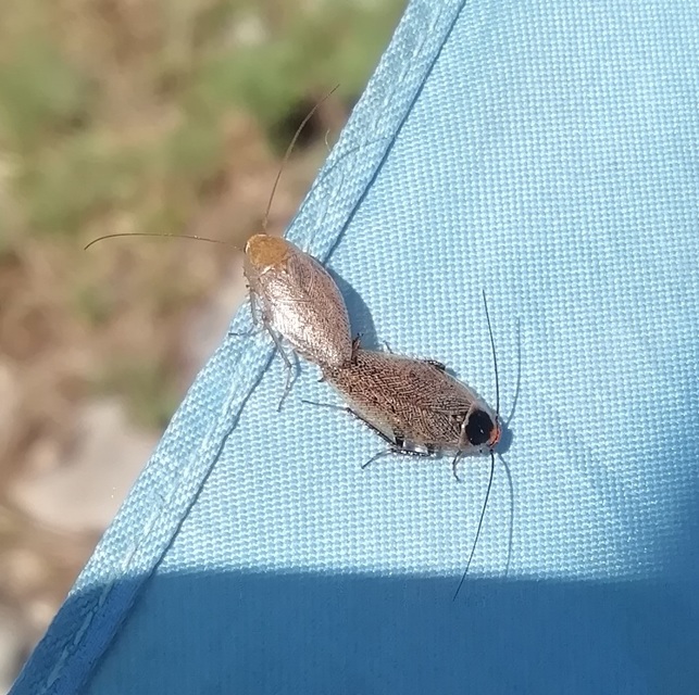 Ectobius erythronotus - sárgatorú erdeicsótány