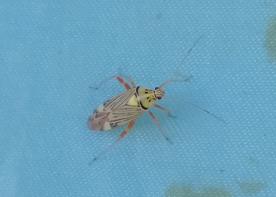 Rhabdomiris striatellus - zebra-mezeipoloska