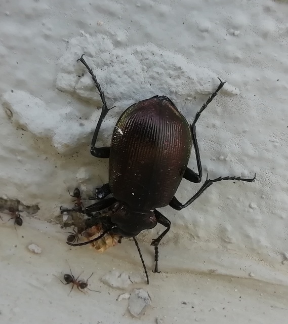 Calosoma inquisitor - kis bábrabló
