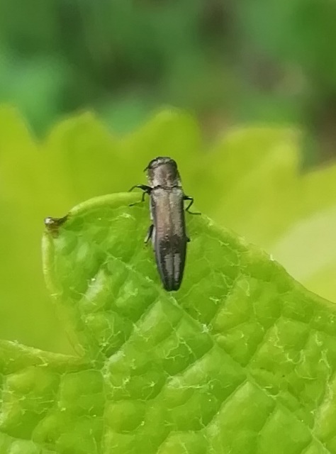 Agrilus derasofasciatus - szőlő-karcsúdíszbogár
