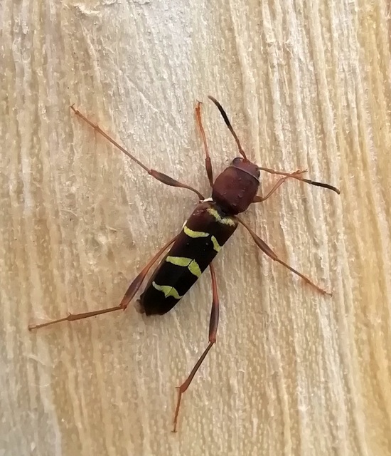 Neoclytus acuminatus - amerikai darázscincér